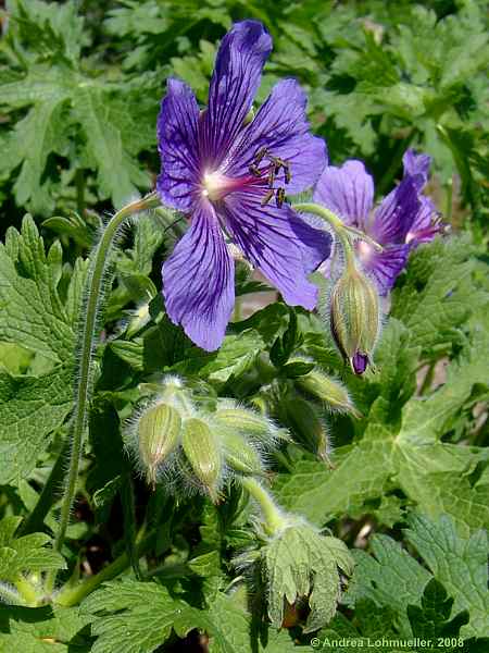 Geranium ibericum