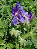 Geranium ibericum