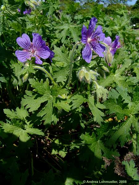 Geranium ibericum