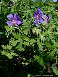 Geranium ibericum