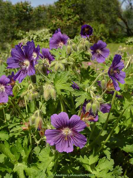 Geranium ibericum