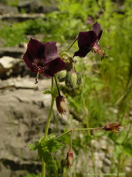 Geranium phaeum