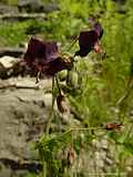 Geranium phaeum