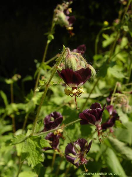 Geranium phaeum