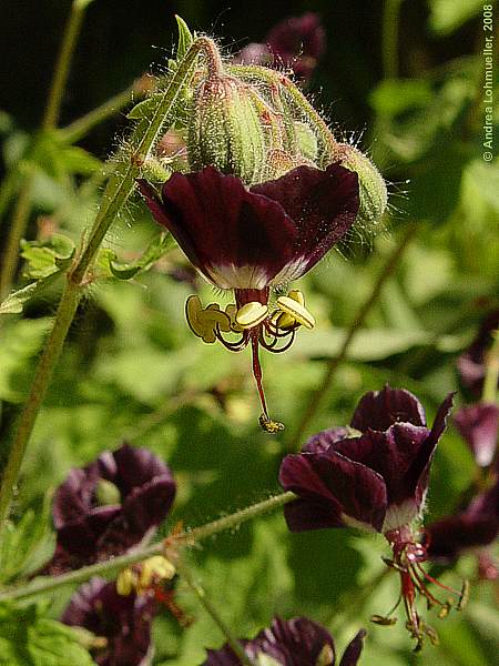 Geranium phaeum