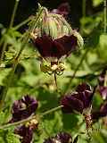 Geranium phaeum