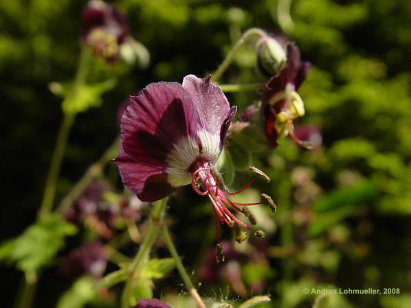 Geranium phaeum