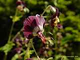 Geranium phaeum