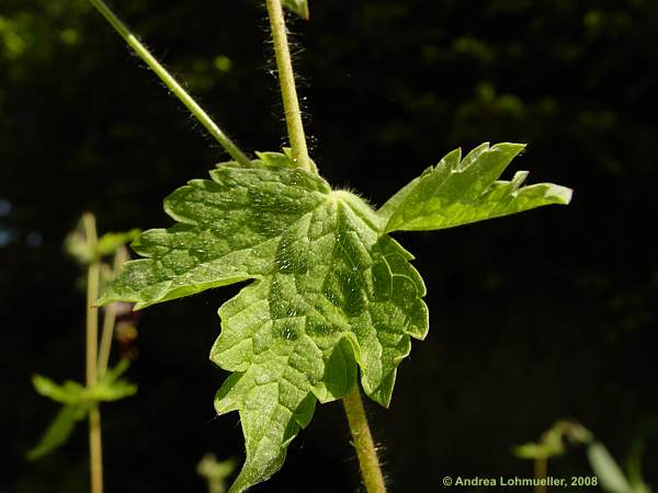 Geranium phaeum