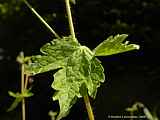 Geranium phaeum