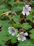 Geranium renardii