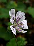 Geranium renardii