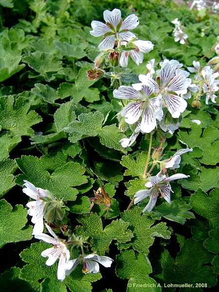 Geranium renardii