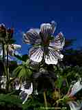 Geranium renardii