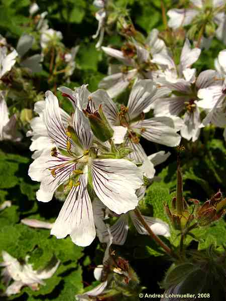 Geranium renardii