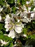 Geranium renardii