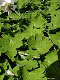 Geranium renardii