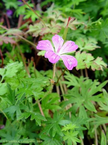 Geranium robertianum