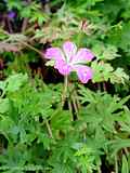 Geranium robertianum