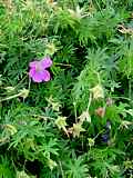 Geranium robertianum