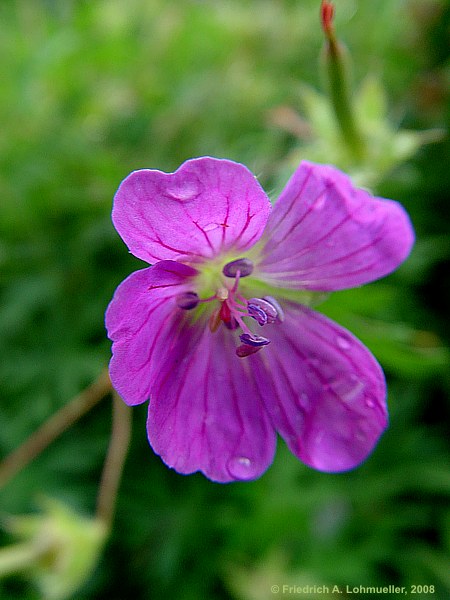 Geranium robertianum