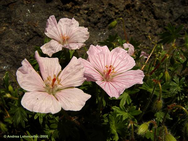 Geranium sanguineum