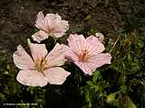 Geranium sanguineum