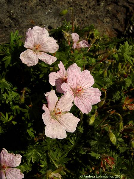 Geranium sanguineum