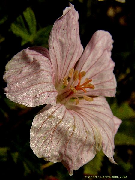 Geranium sanguineum