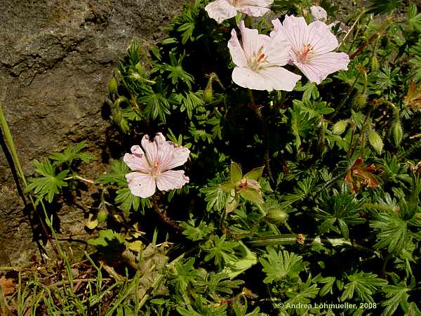 Geranium sanguineum