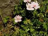 Geranium sanguineum