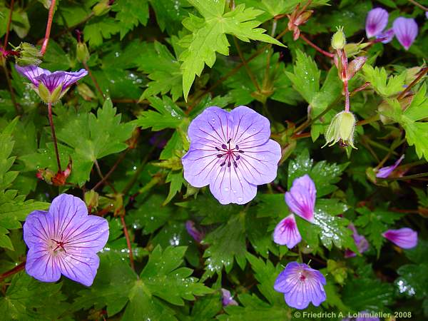 Geranium wallichianum