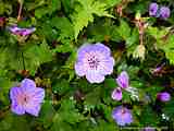 Geranium wallichianum