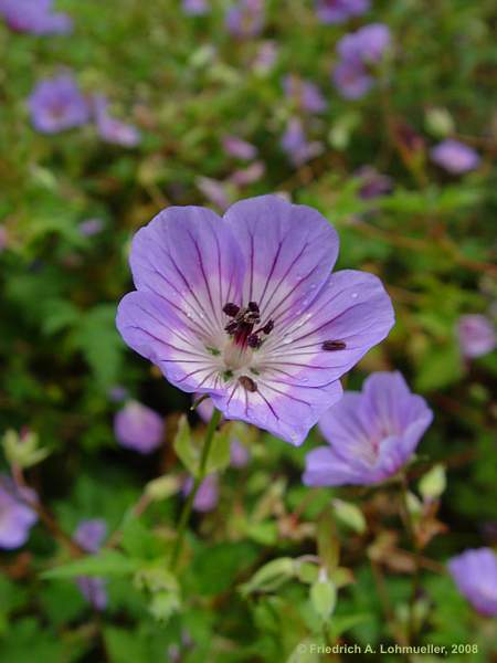 Geranium wallichianum