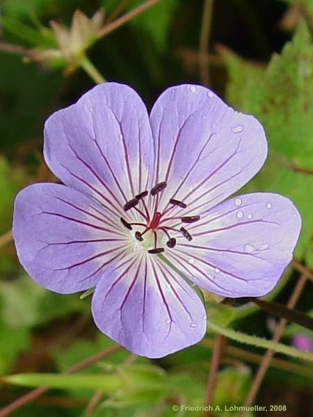 Geranium wallichianum