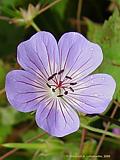 Geranium wallichianum