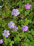 Geranium wallichianum