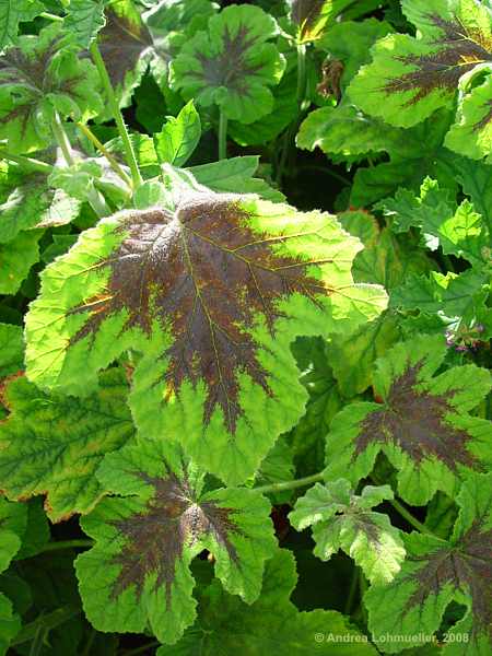 Pelargonium cv. Chocolate Peppermint