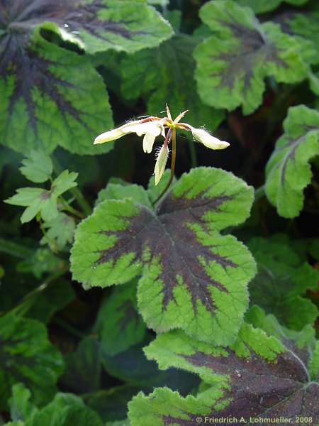 Pelargonium cv. Chocolate Peppermint