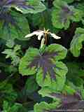 Pelargonium cv. Chocolate Peppermint