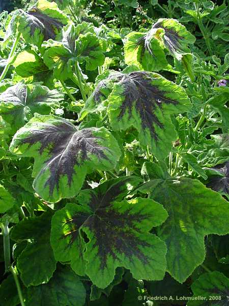 Pelargonium cv. Chocolate Peppermint