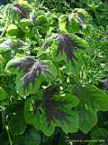 Pelargonium cv. Chocolate Peppermint