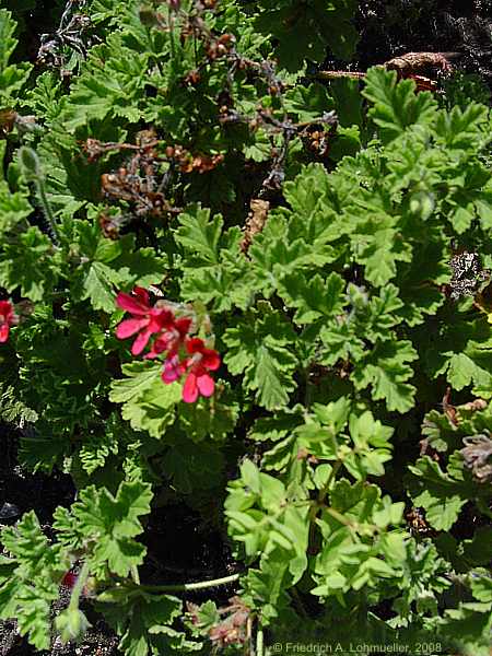 Pelargonium cv. Concolor Lace