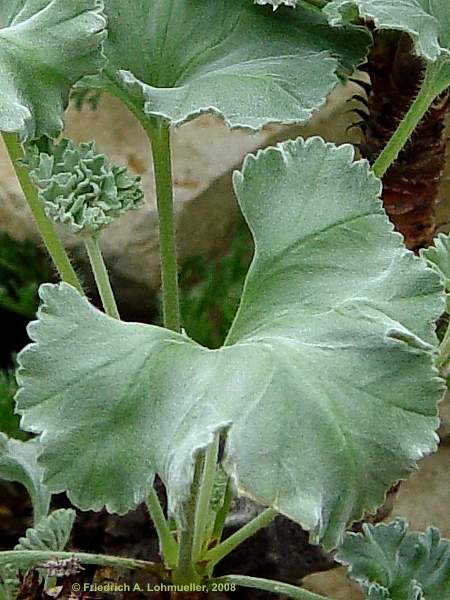 Pelargonium crassicaule