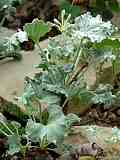 Pelargonium crassicaule