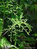 Pelargonium denticulatum