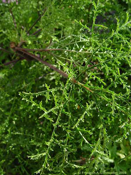 Pelargonium denticulatum