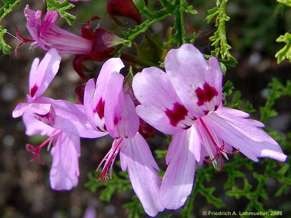 Pelargonium denticulatum