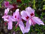 Pelargonium denticulatum