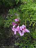 Pelargonium denticulatum